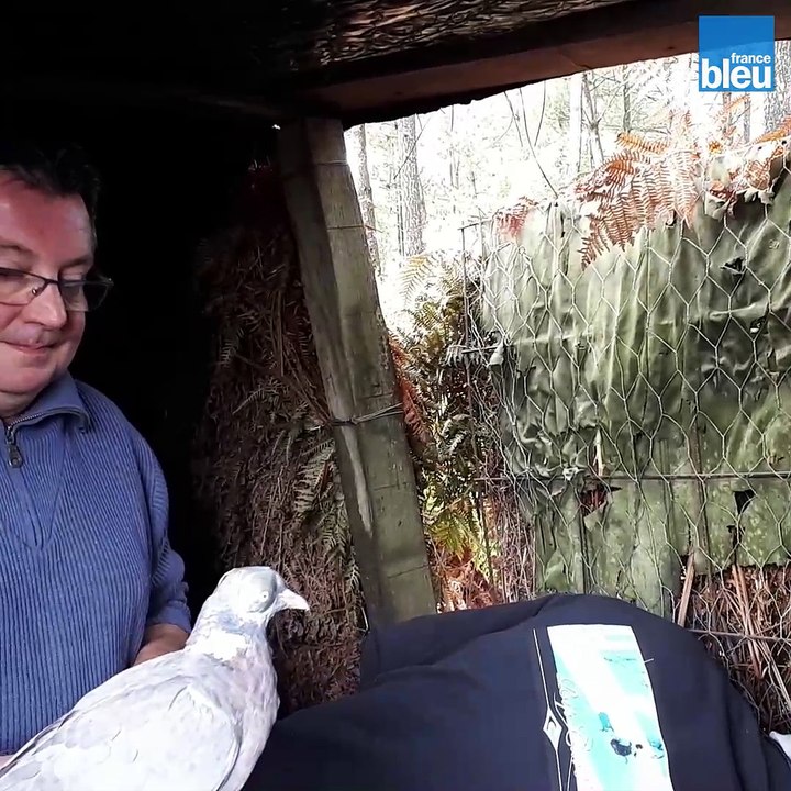 Chasse à la palombe : gaver ses "poulets"