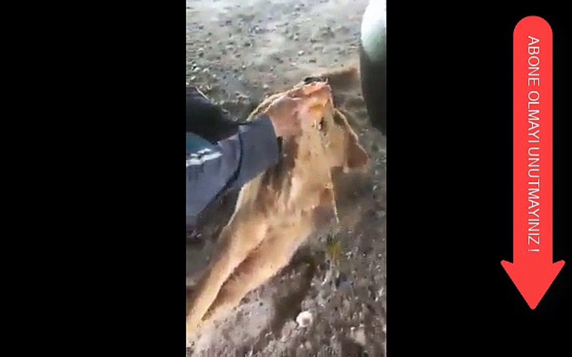 Zehirlenen Köpeği Kurtaran Koca Yürekli Ablamız