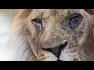 Ora News - Zhvendosen kafshët nga "ferri" i Fierit, po ku do i çojnë?