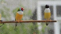 Female Birds Can't Be Picky... Males Have Looks or Talent, Rarely Both