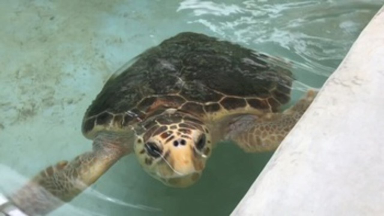Hospital de Tortugas Marinas promueve conservación con especímenes recuperados