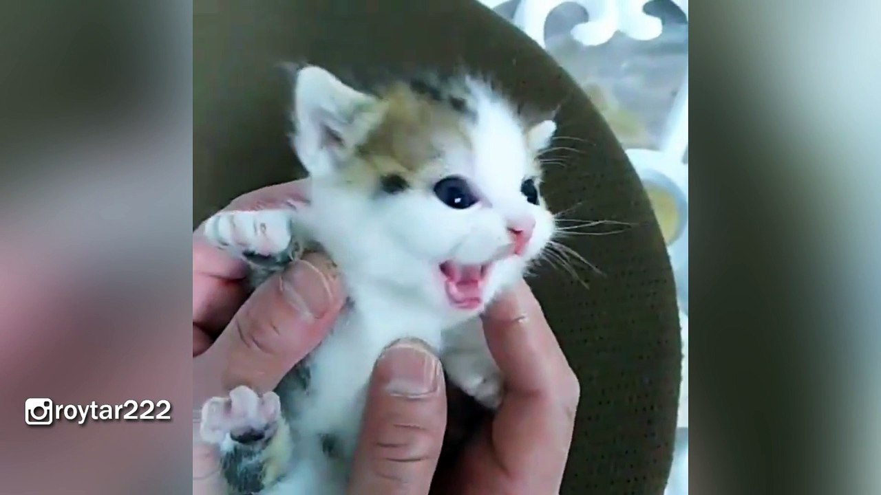 Cutest Tiny Squeaky Kitten