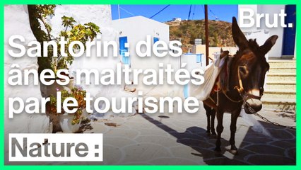 Le calvaire des ânes de Santorin