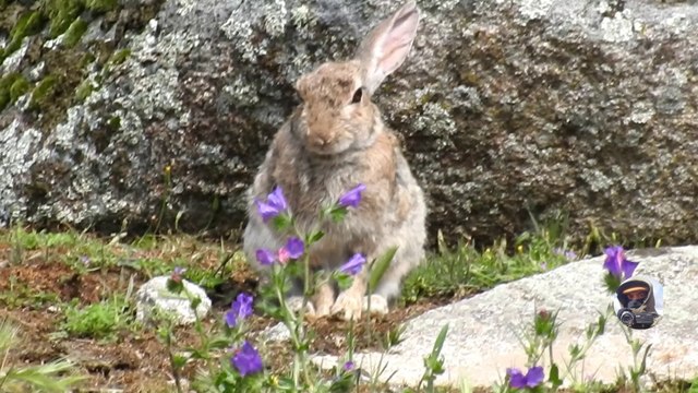 Conejo de campo / Rabbits in the meadows of Spain