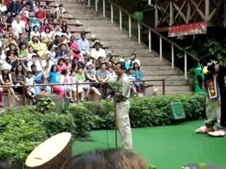 parrot_happy_birthday