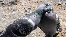 Cortejo de palomas / pigeon courtship