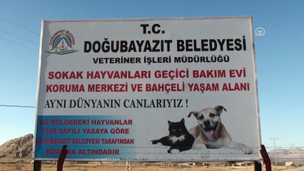 Düzensiz Afgan göçmen, hayvan bakımevine sığındı - AĞRI