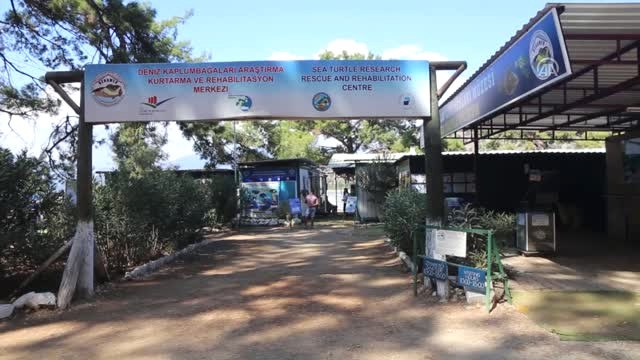 Aydınlatma Işığı ve Misina Yutan Caretta Caretta Tedaviye Alındı