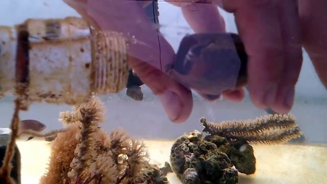 Ils font naitre un requin en découpant son oeuf