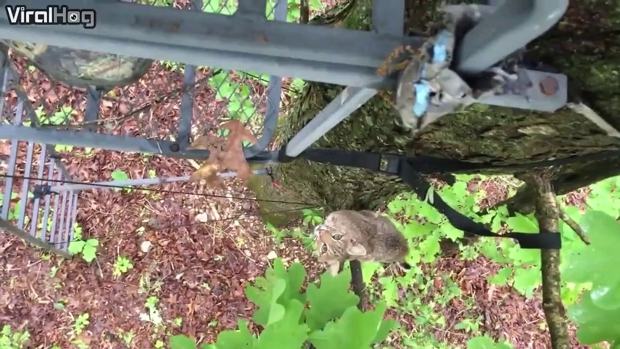 Un lynx curieux rend visite à des chasseurs dan...