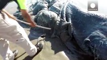 Découverte d'une créature mystérieuse de plus de 5m sur une plage Mexicaine