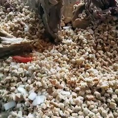 Gurban bayramyñyz gutly bolsun. Gurbanlyklaryñyz kabul bolsun.#gurbanlyk#dograma#Türkmenistan