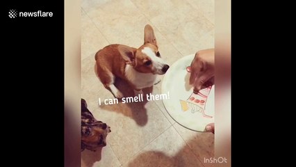 Corgi and Dachshund do the invisible treat challenge