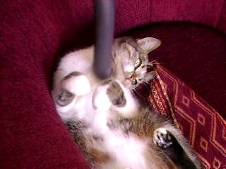 Milouse qui se fait aspirer