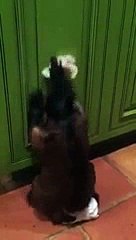 Маленький помощник