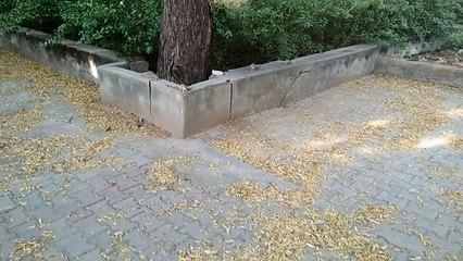 Friendly Squirrels and Good Filing 🐿️