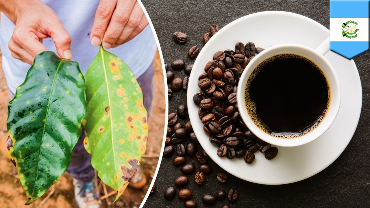 Latin American coffee supply threatened by fungus outbreak