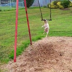 This is why I need a dog ❤️