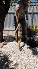 Venomous Snakes Mating in Adelaide Backyard