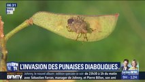 La France fait face à une invasion de punaises diaboliques