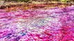 An aquatic plant causes the color of this river in Colombia to change color 