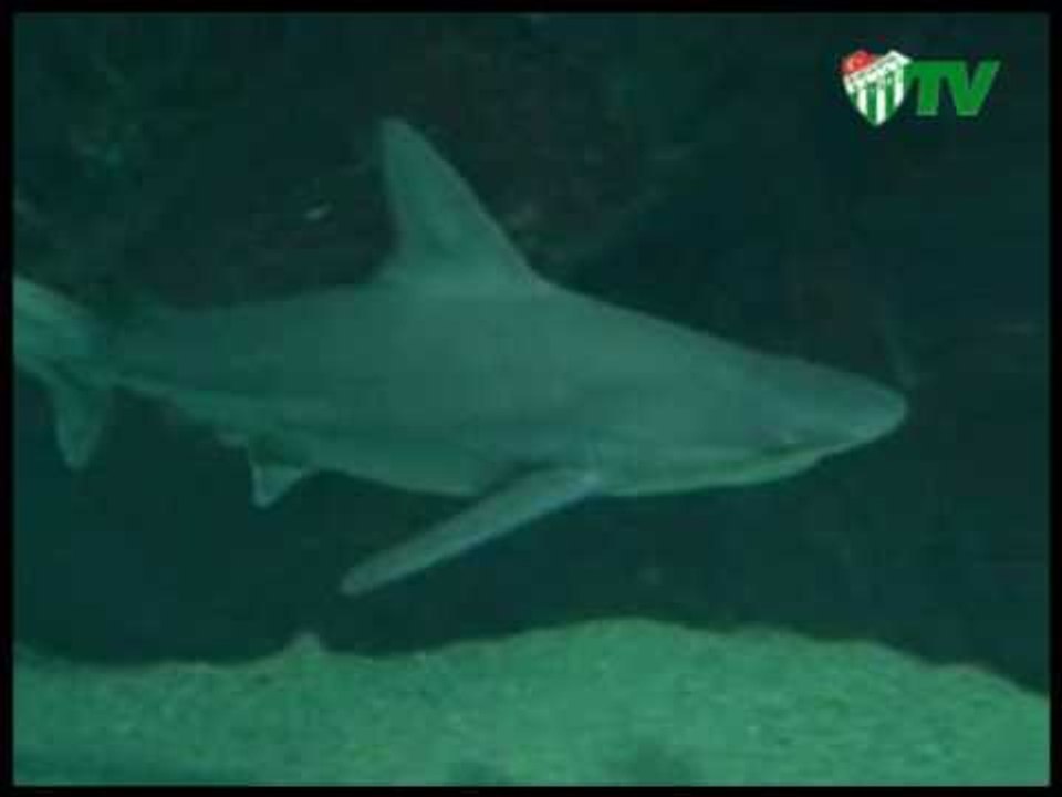 Okyanus Gibi... (24.11.2010)