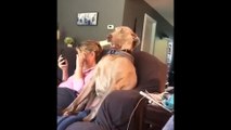 Shocked Dog Can Not Believe What He Is Seeing