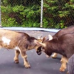 Big competition of animals but funny