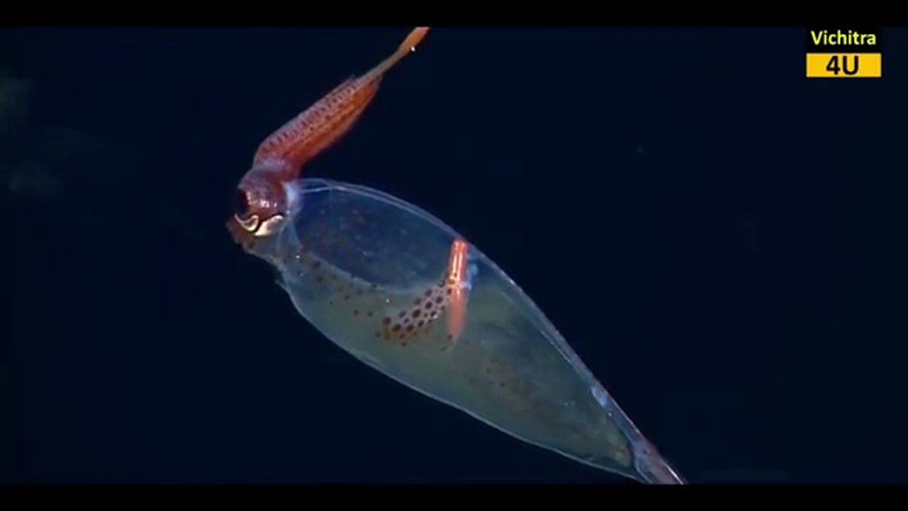 ALIEN जैसे खतरनाक जीव, आप विशवास नहीं करोगे | Alien type creatures on earth you Won't Believe.