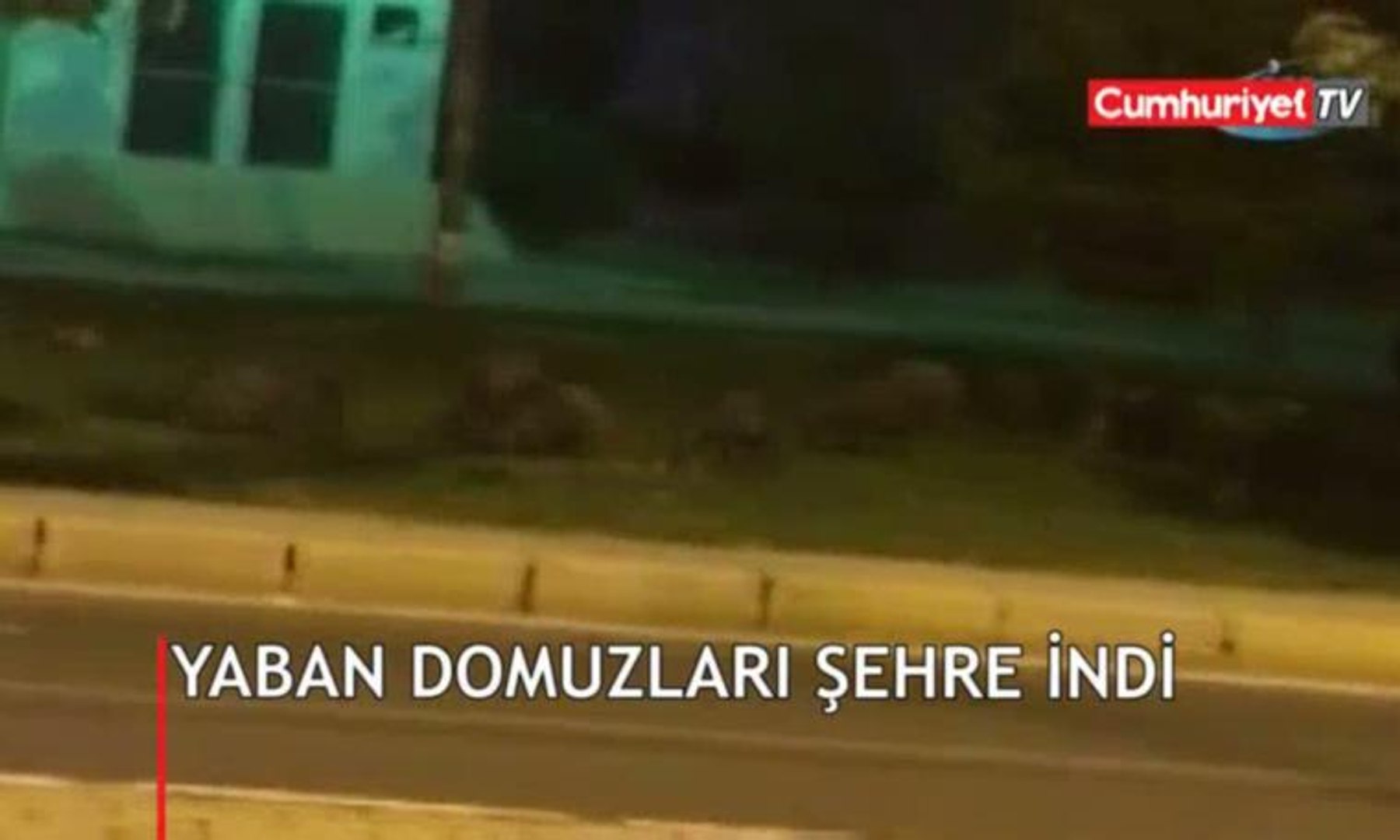Yaban domuzları şehre indi