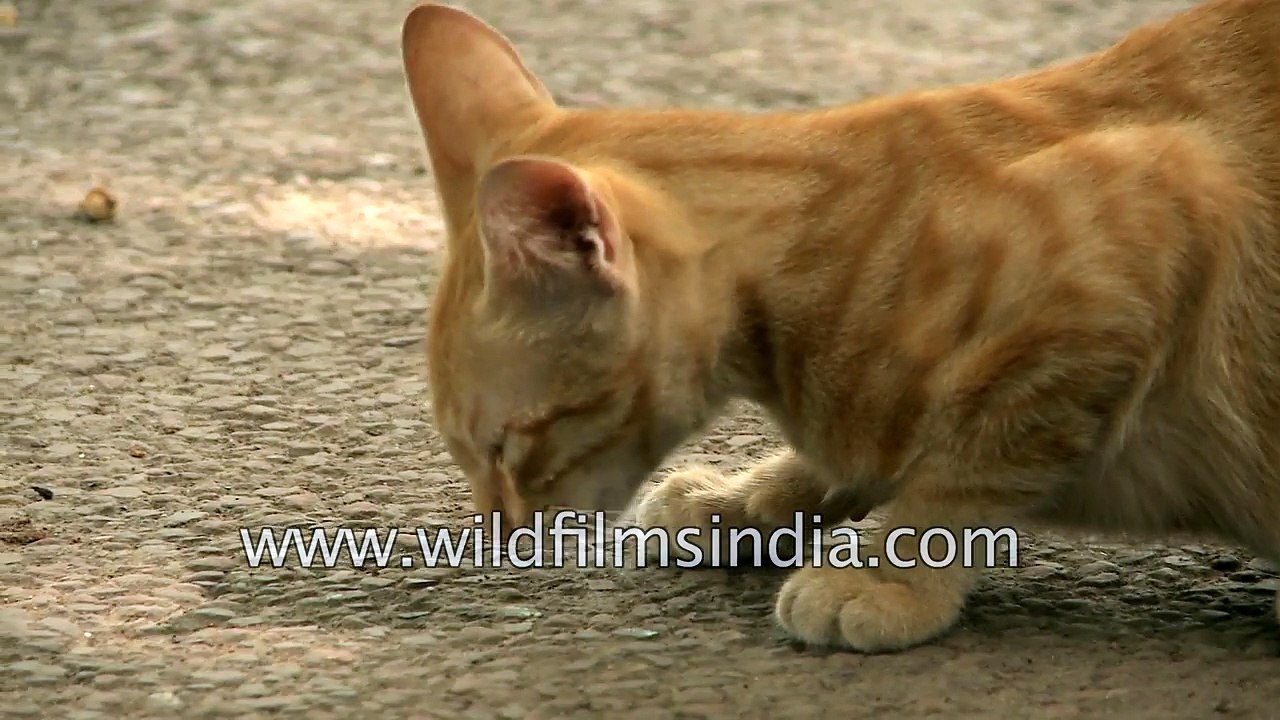 Kittens chew a bone