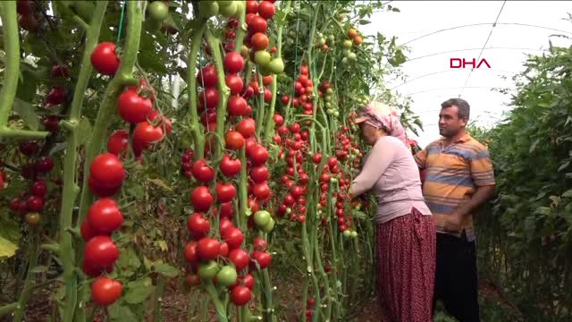 Mersin 'Sofranın Kralı' Domates Tarlada 3, İstanbul'da 8 Lira
