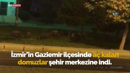 İzmir'de domuzlar şehre indi