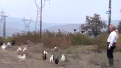 Bu Tavuklar Kene Düşmanı