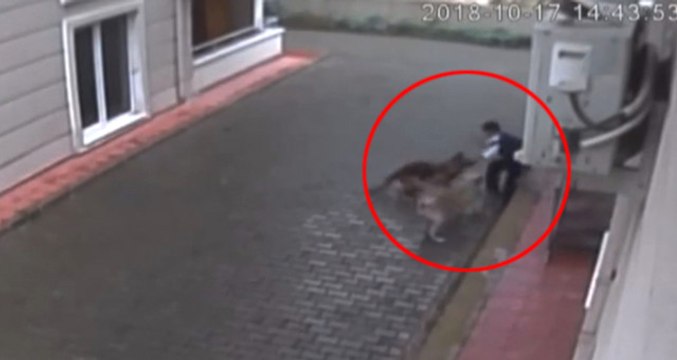 Aç Kalan Köpekler Küçük Çocuğu Kalbinin Üzerinden Isırdı! Dehşet Anları Kamerada
