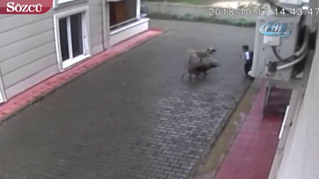 Başıboş köpekler ilkokul öğrencisine saldırdı