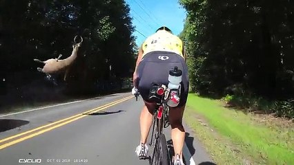 Quand un chevreuil traverse la route au plus mauvais moment