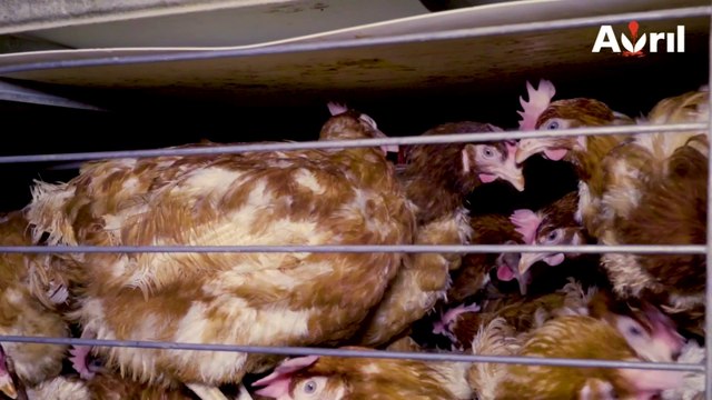 Poules entassés, cadavres en décomposition: L214 dévoile une nouvelle vidéo choc