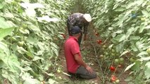 Türkiye'nin Domates Merkezi İlçesinden Tüketiciye Müjdeli Haber
