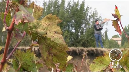 Inondations dans l'Aude : le désespoir des vignerons sinistrés