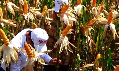 Produksi Jagung di Balai Penelitian Meningkat