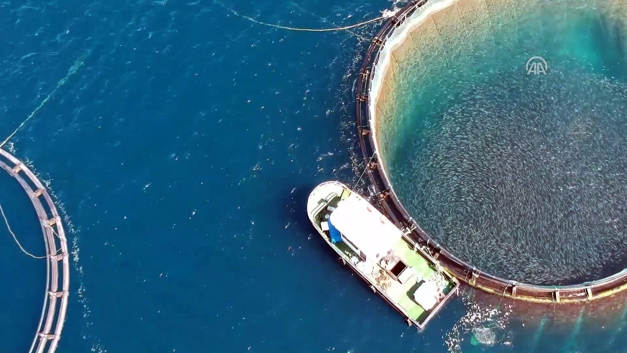 Ortadoğu'nun balığı Doğu Akdeniz'den - HATAY