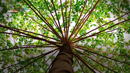 شاهد في دقيقة.. أغرب 5 أشجار بالعالم