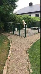 Labradors jumping up and down by a fence