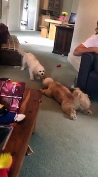 Dog drags other dog across the floor