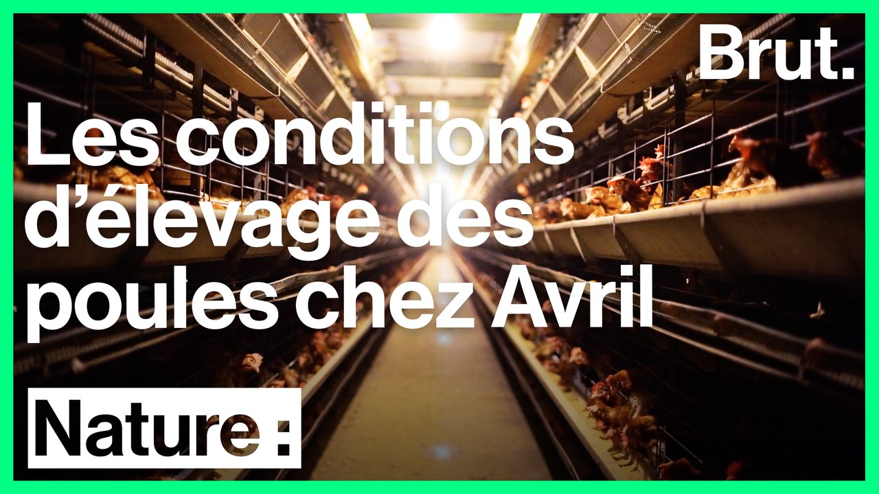 L'association L214 dénonce les conditions d'élevage des poules du groupe Avril