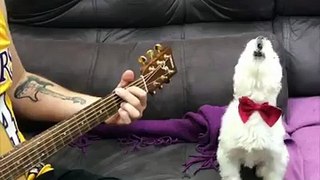 When animals learn how to be singers!