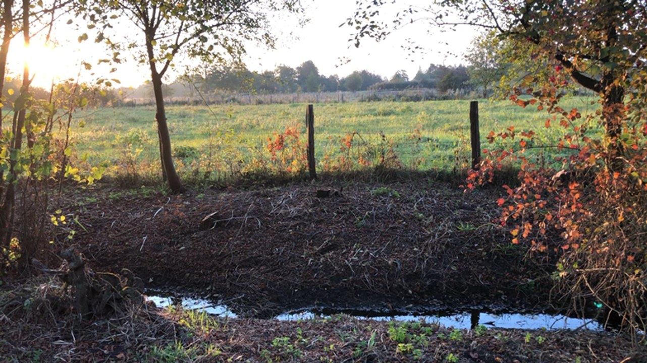 Que deviennent les vaches écossaises en hiver ?