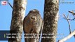 Khám phá loài chim Potoo - 'Thánh meme' có gương mặt hờn dỗi cả thế giới