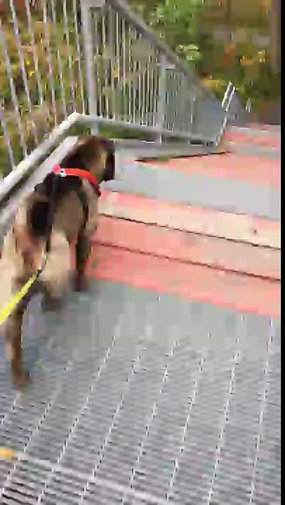 Dog slides instead of taking the stairs